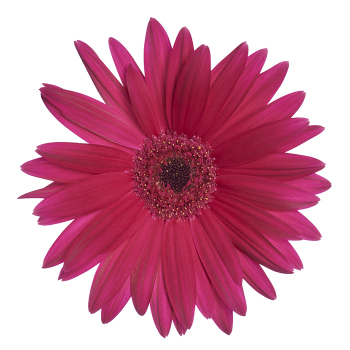 Gerbera, Majorette Orchid Dark Eye Hybrid