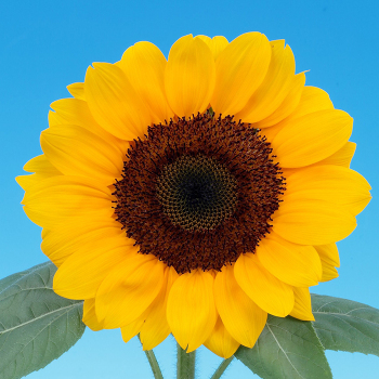 Sunflower, Vincent® Choice DMR Hybrid
