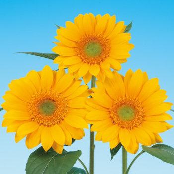 Sunflower, Vincent® Fresh DMR Hybrid