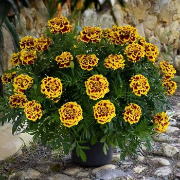 Marigold, French Mango Tango
