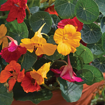 Nasturtium, Baby™ Mix