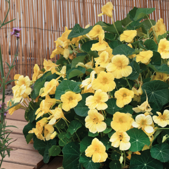 Nasturtium, Baby™ Yellow