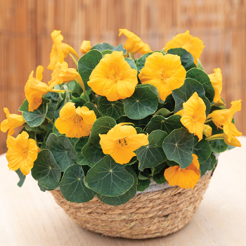 Nasturtium, Baby™ Gold