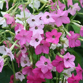 Nicotiana, Whisper™ Mix