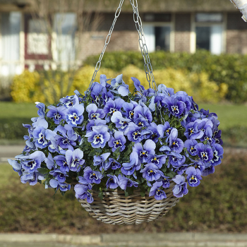 Pansy, Top Wave™ Marina Hybrid