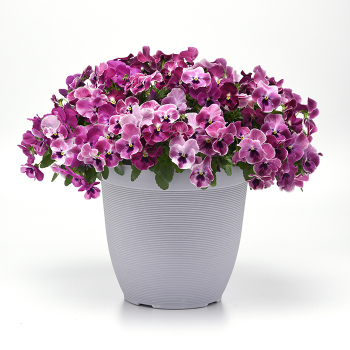 Pansy, Top Wave™ Pink Shades  Hybrid