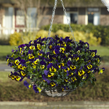 Pansy, Top Wave™ Purple Sunburst Hybrid