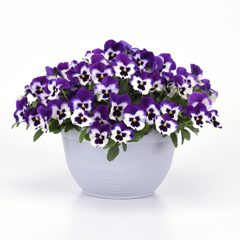 Pansy, Top Wave™ Purple White Hybrid