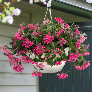 Pentas, Graffiti® Falls Rose Hybrid
