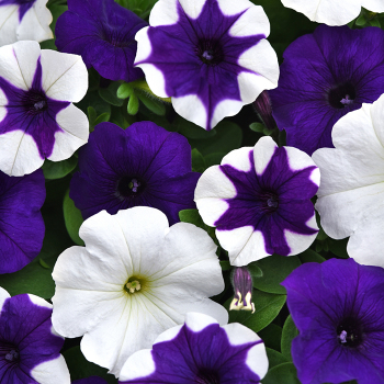 Petunia, E3 Easy Wave® Deja Vu Mix Hybrid