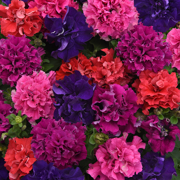 Petunia, Double Cascade Bold Mix Hybrid