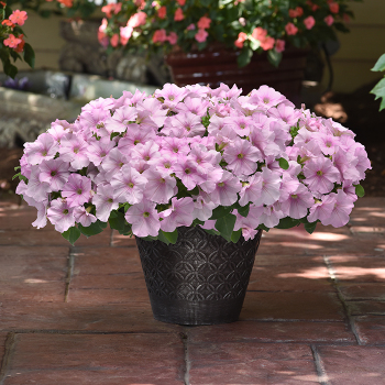 Petunia, Easy Wave® Pink Pearl Hybrid
