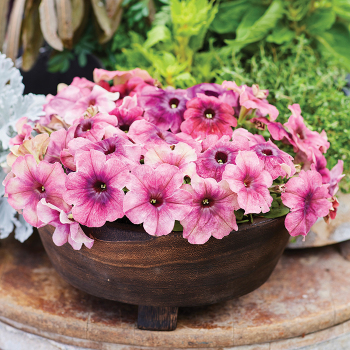 Petunia, Shake™ Cherryberry Hybrid