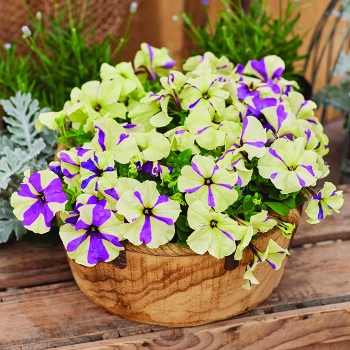 Petunia, Shake™ Grapeberry Hybrid