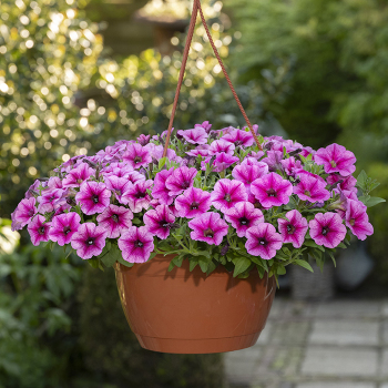 Petunia, Shock Wave® Rose Vein Hybrid