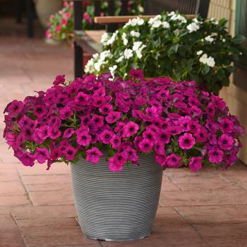 Petunia, Wave® Purple Classic Hybrid