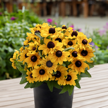 Rudbeckia, Tablemate Gold