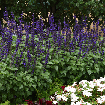 Salvia, Big Blue Hybrid
