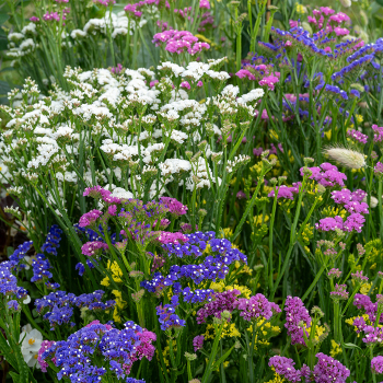 Statice, Hipster™ Mix