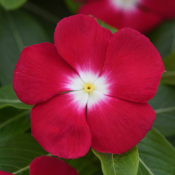 Vinca, Pacifica XP Red Halo