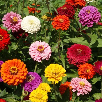 Zinniz, Giant Dahlia-Flowered Mix 