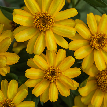 Zinnia, Profusion Yellow Hybrid 