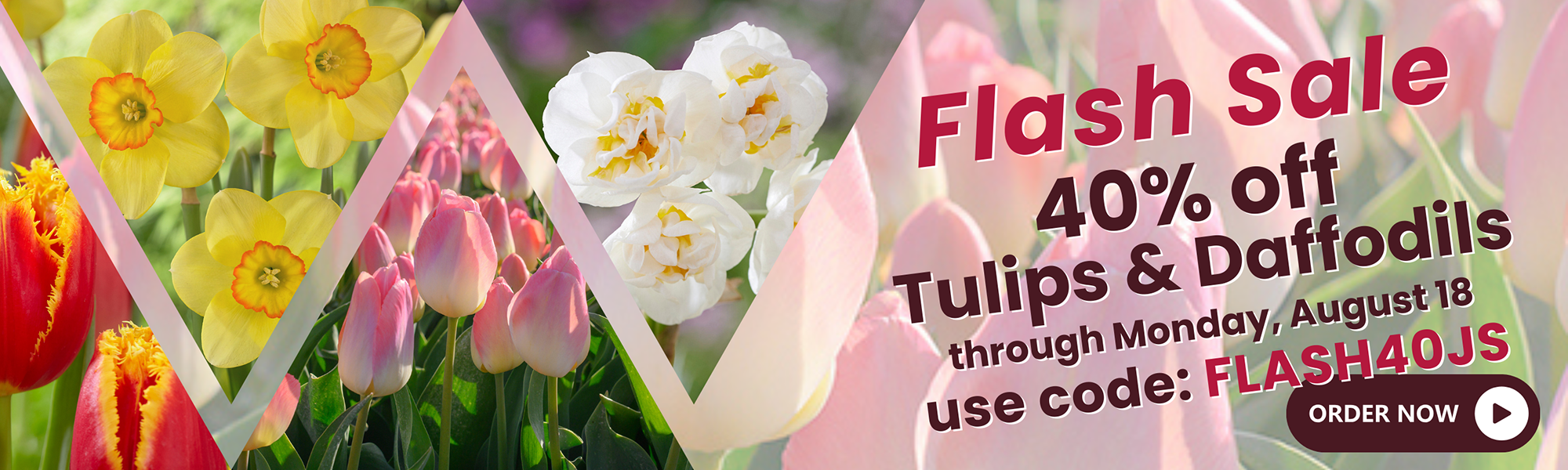 40% Off Tulips & Daffodils Flash Sale