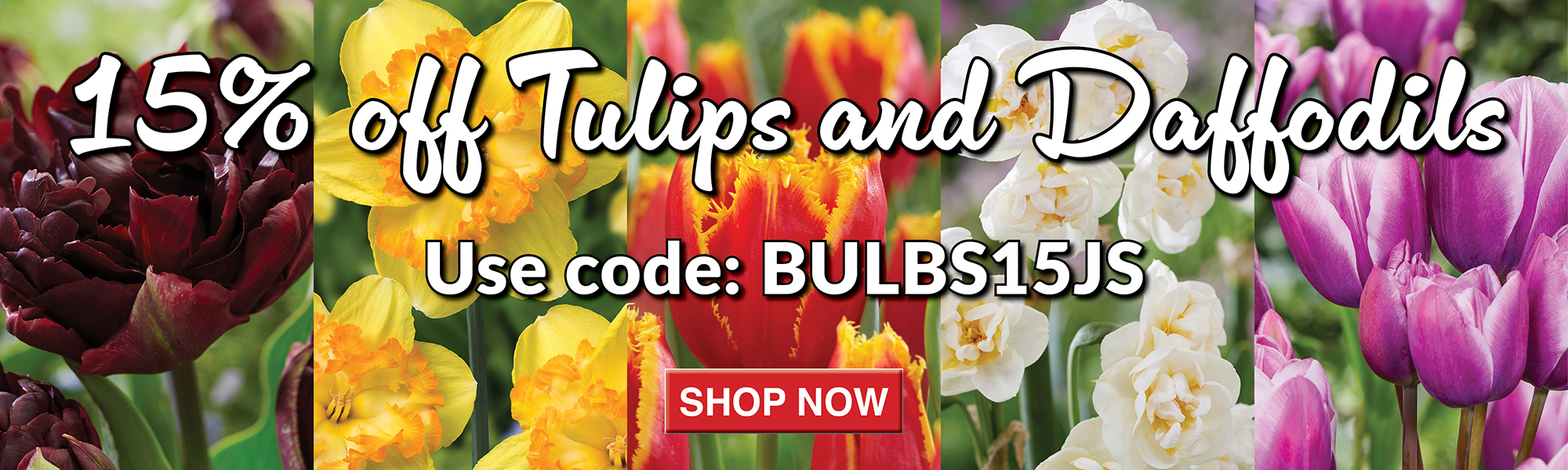 15% Off Tulips & Daffodils
                  role=