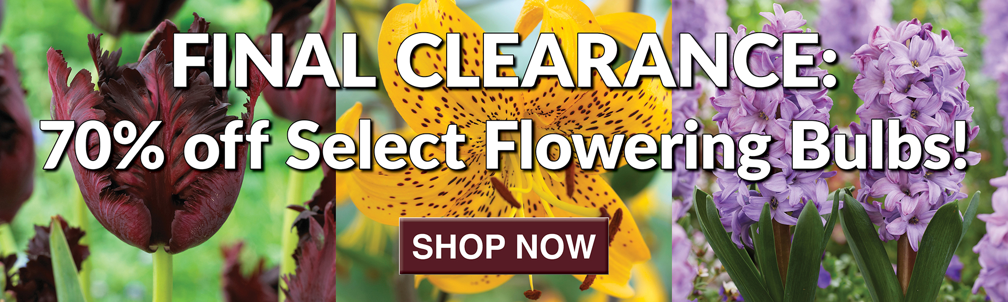 Final 70% Off Bulb Clearance