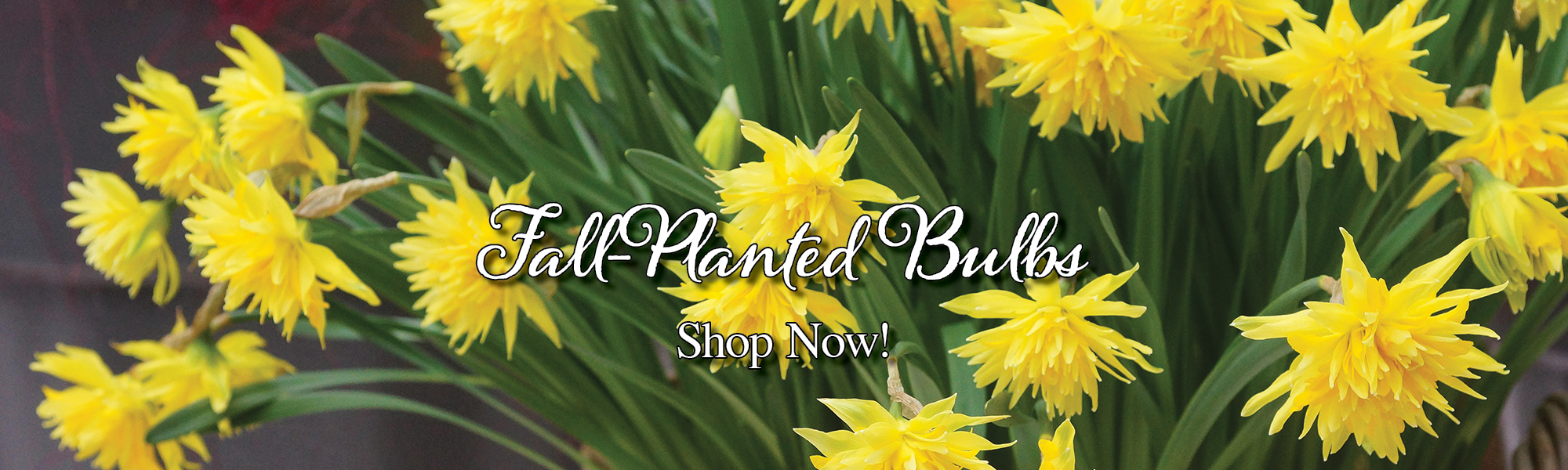 Fall Planted Bulbs