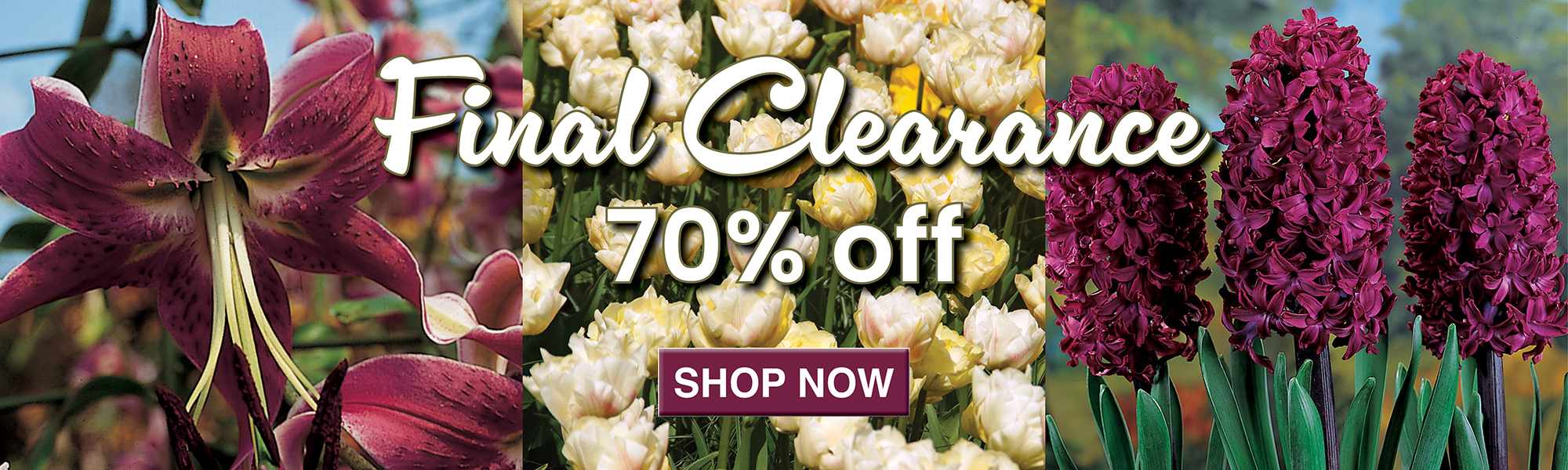 Final Clearance Bulb Sale