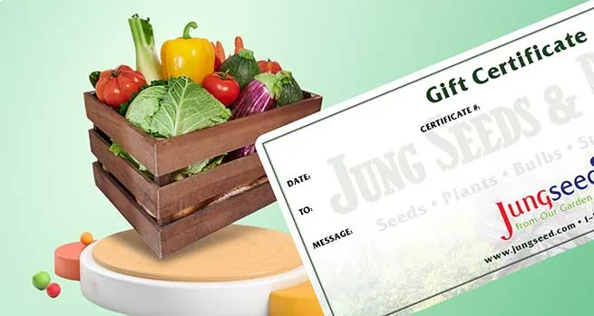 Gift Certificates