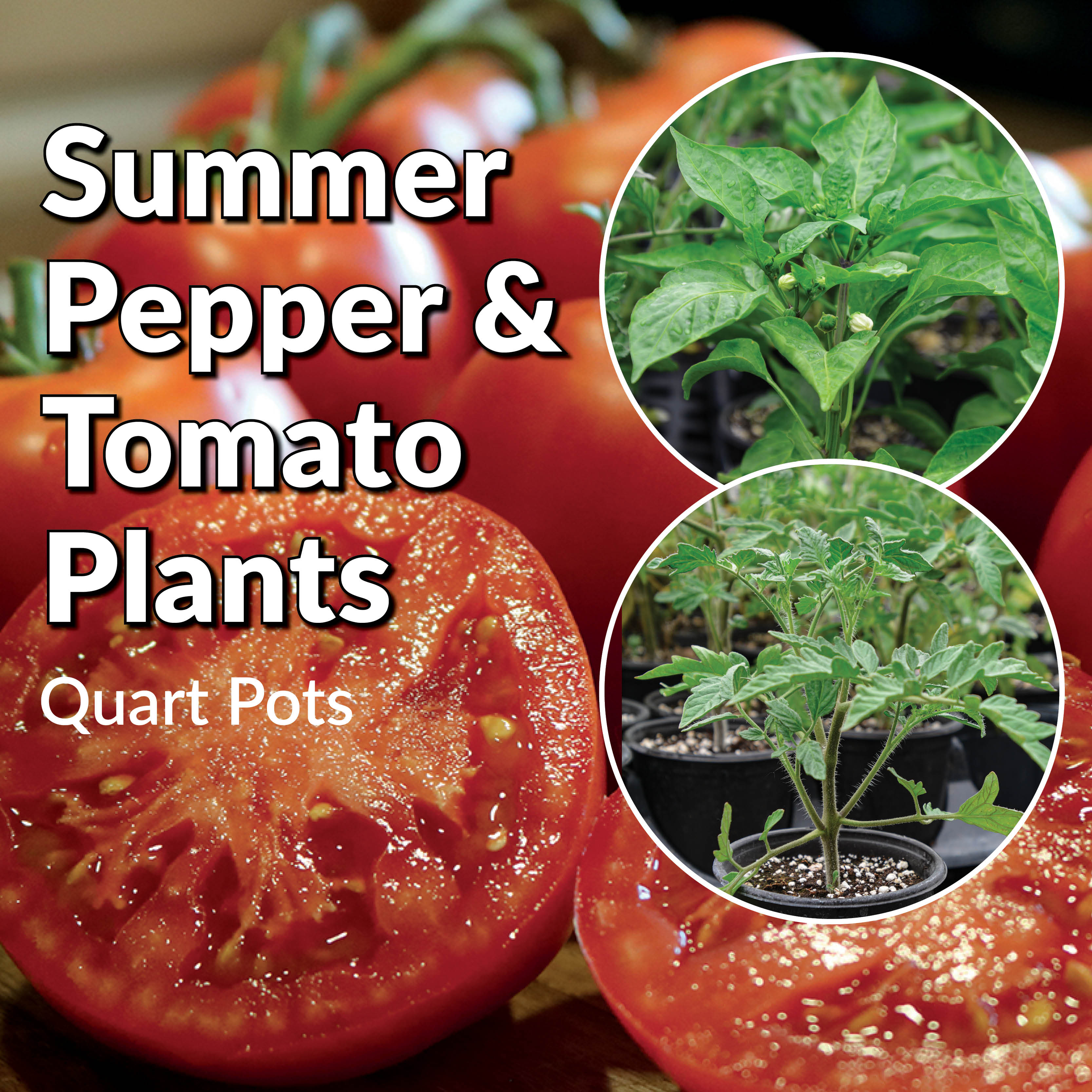 Summer Pepper & Tomato Plants