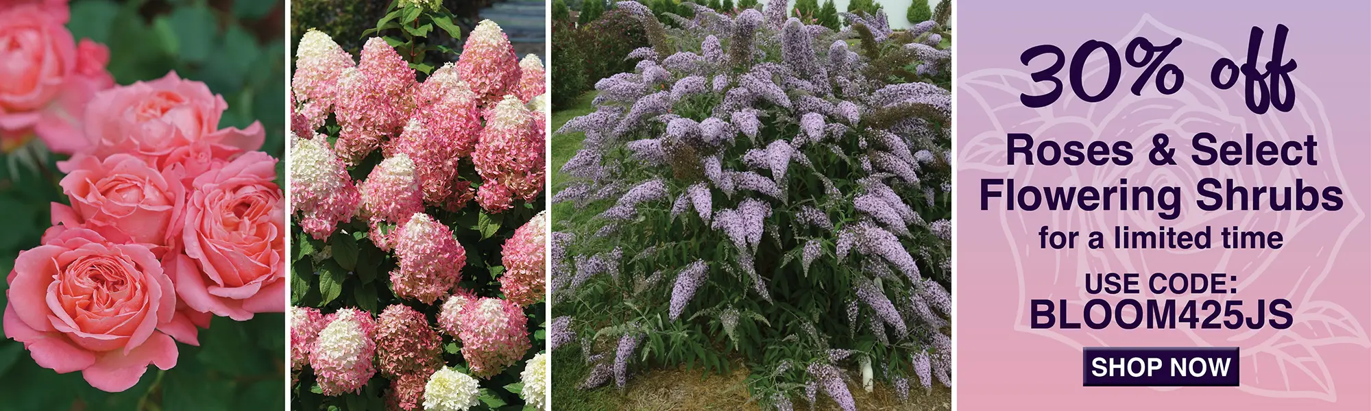 Flowering Shrub Sale