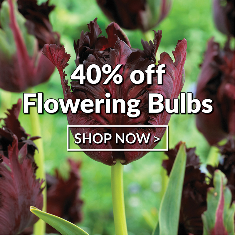 Flowering Bulbs
