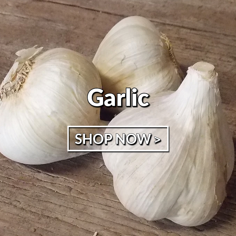 Fall Garlic