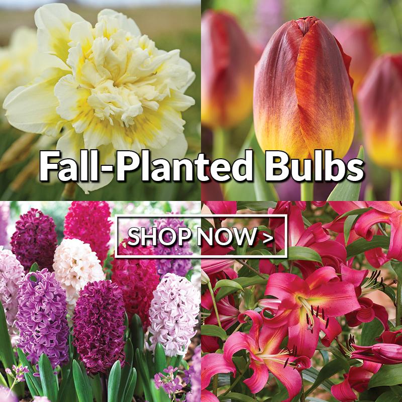 Fall Bulbs