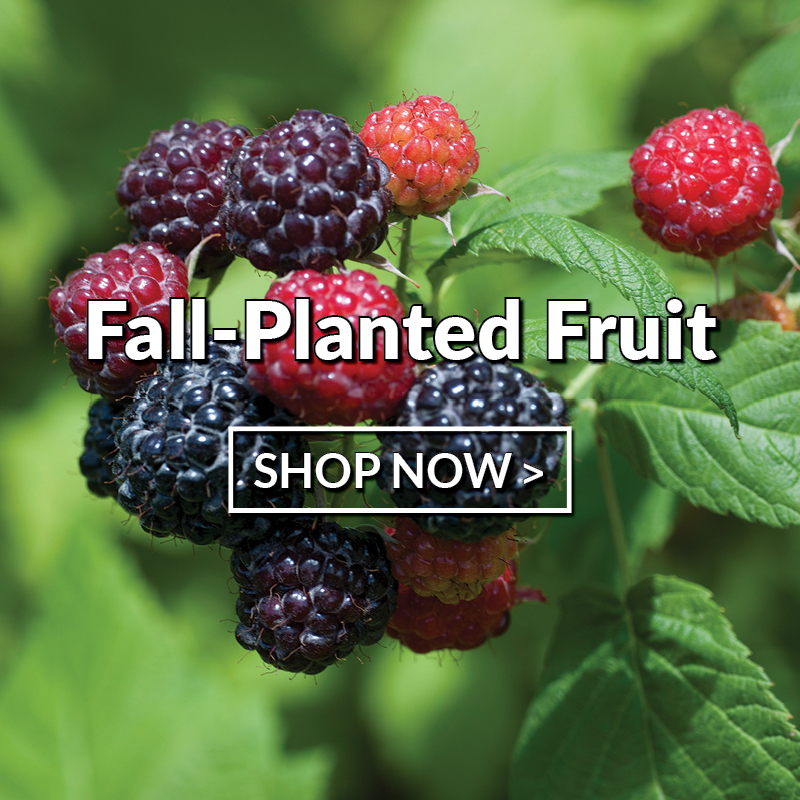 Fall Planted Fruits