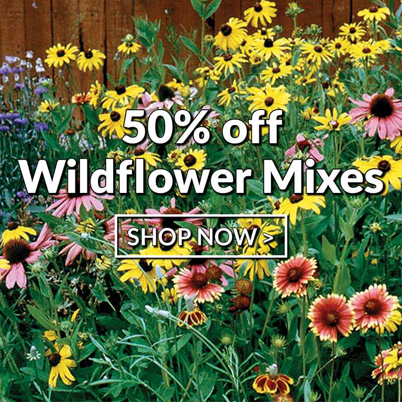 Wildflower Mixes