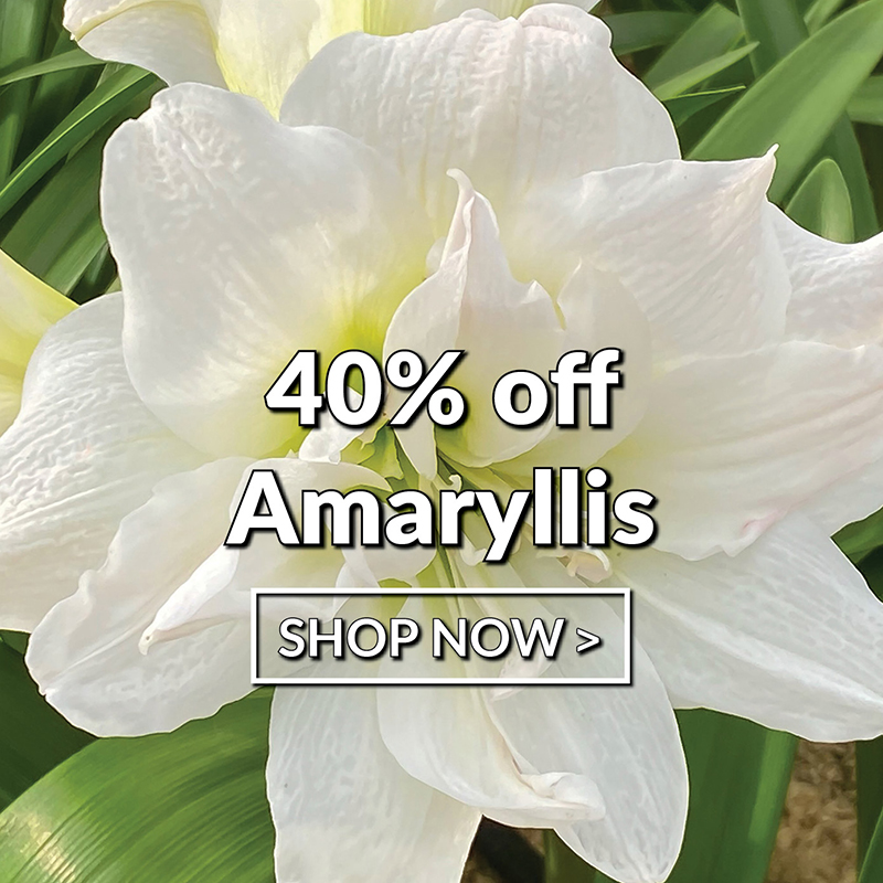 Amaryllis