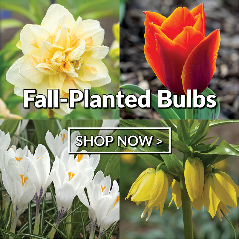 Vegetable Seed, Flower Seed, and Garden Supplies Jung Seed