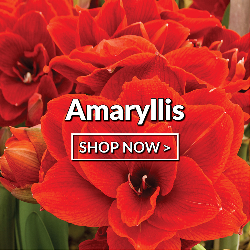 Amaryllis