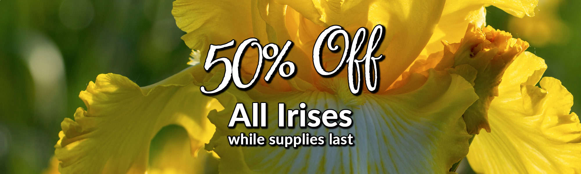 50% Off Irises