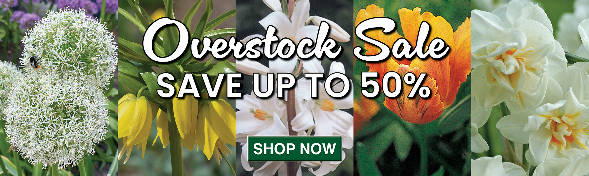 Overstock Bulb Sale