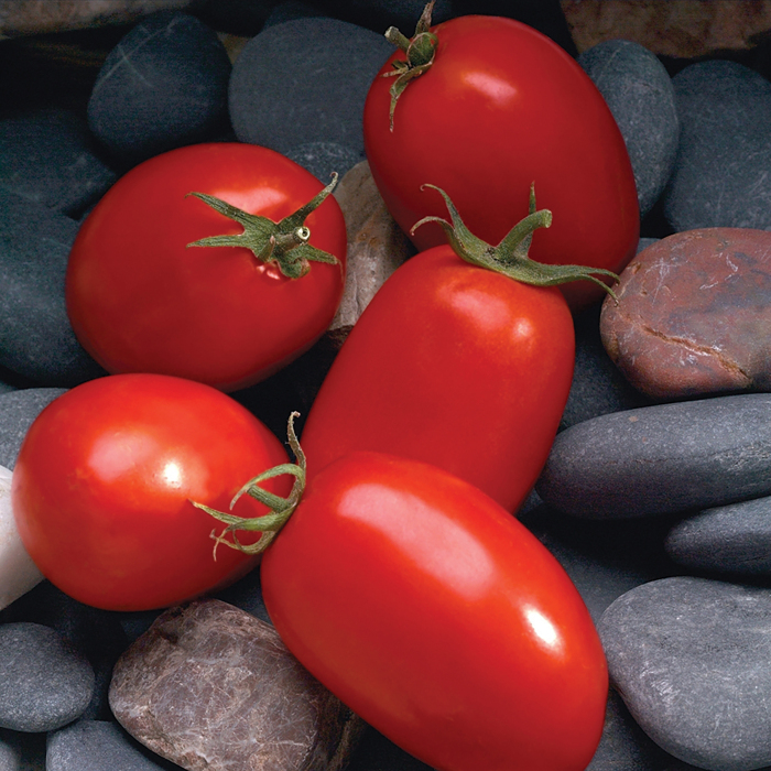 Mariana Hybrid Tomato