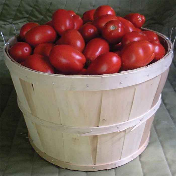 Plum Regal Hybrid Tomato