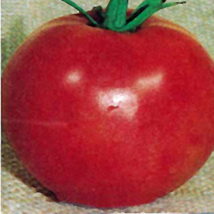 Wayahead Tomato