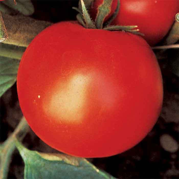 Wisconsin 55 Tomato