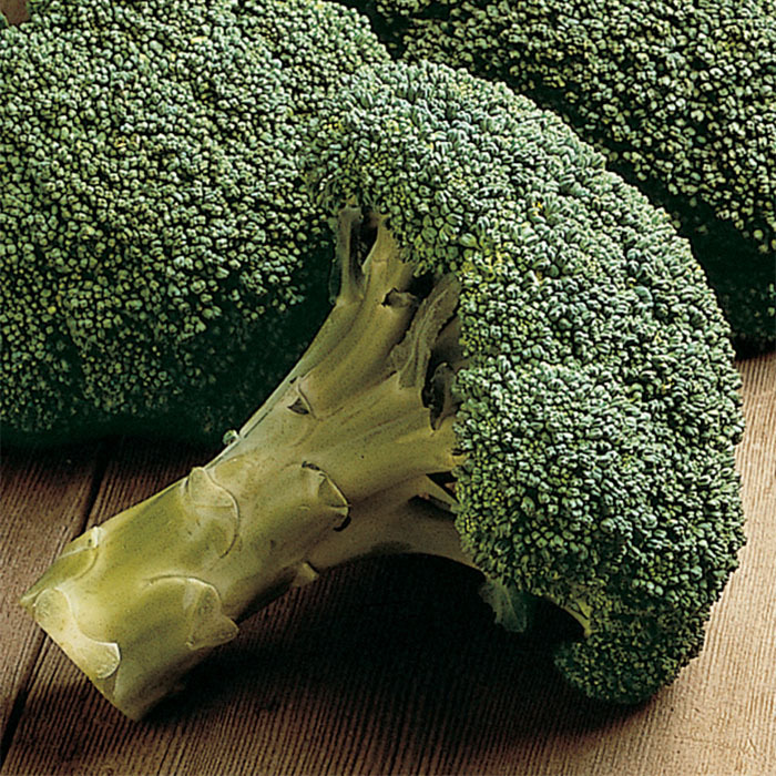 Packman Hybrid Broccoli