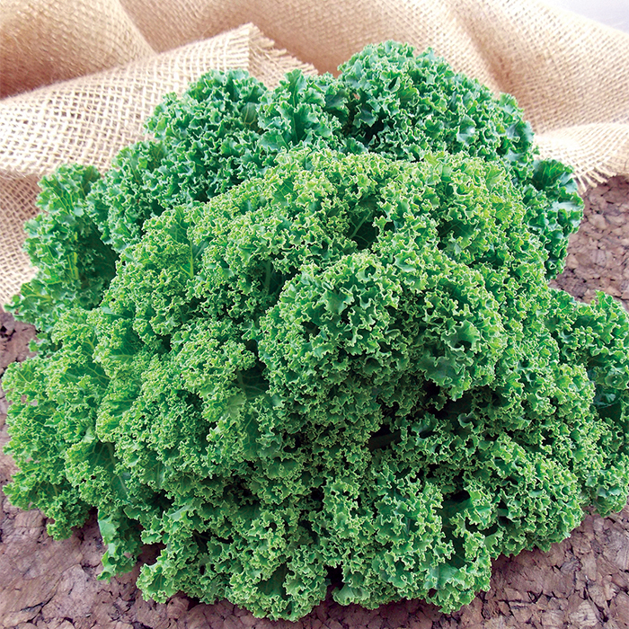Prizm Hybrid Kale
